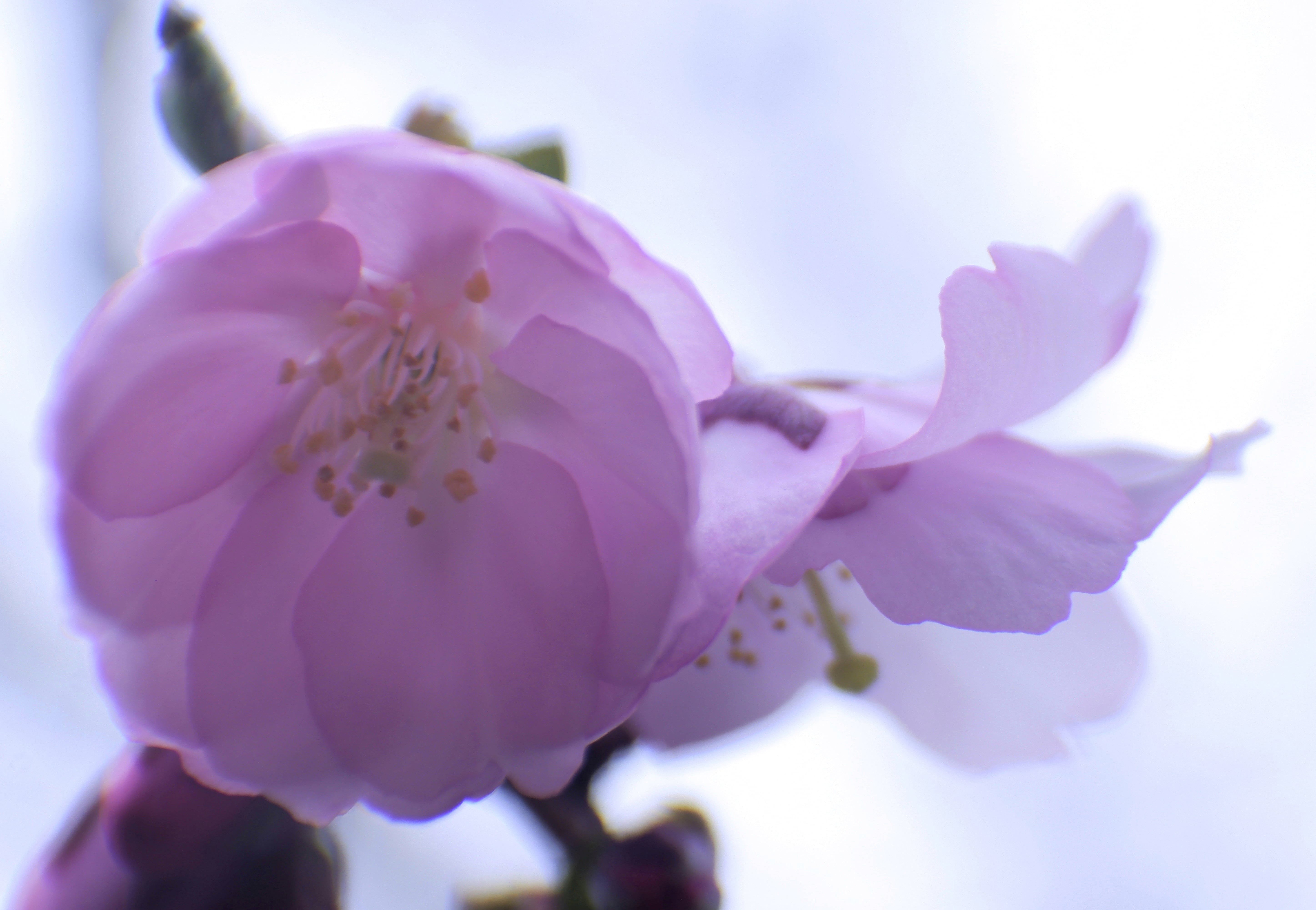 blossoms