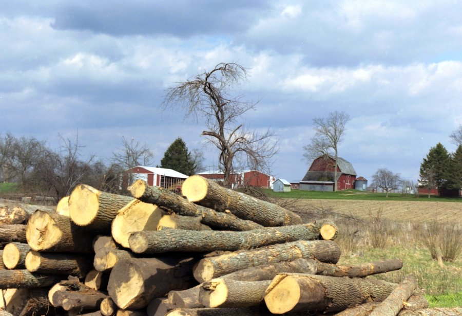 clearing trees around the farm