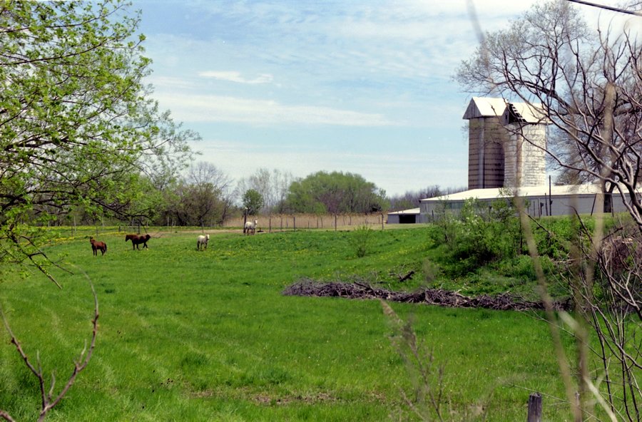 four horses out to pasture