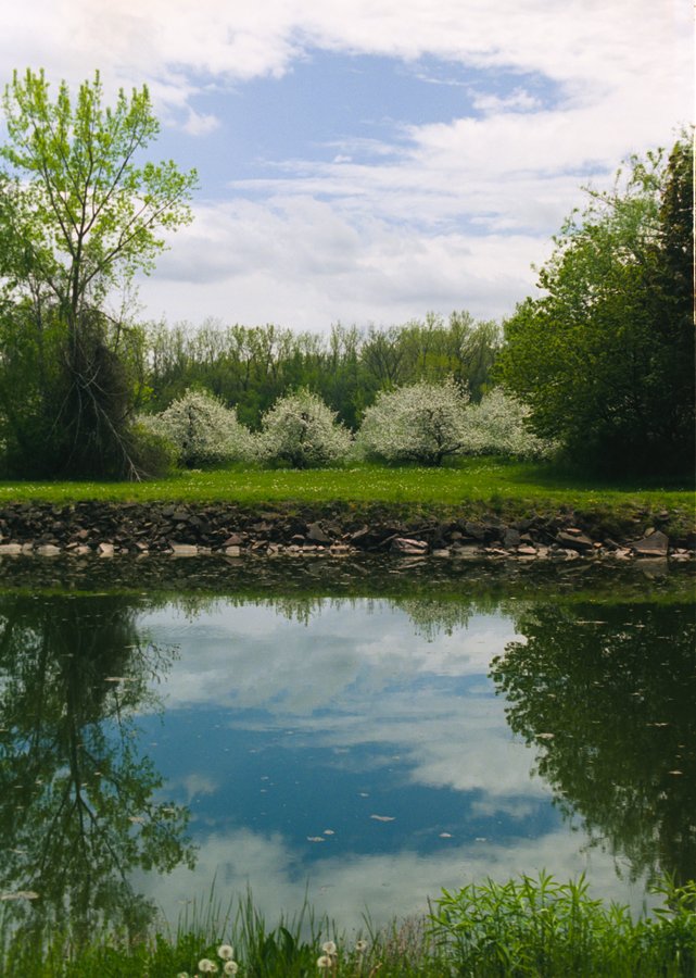 blooming apple orchard along Erie Canal