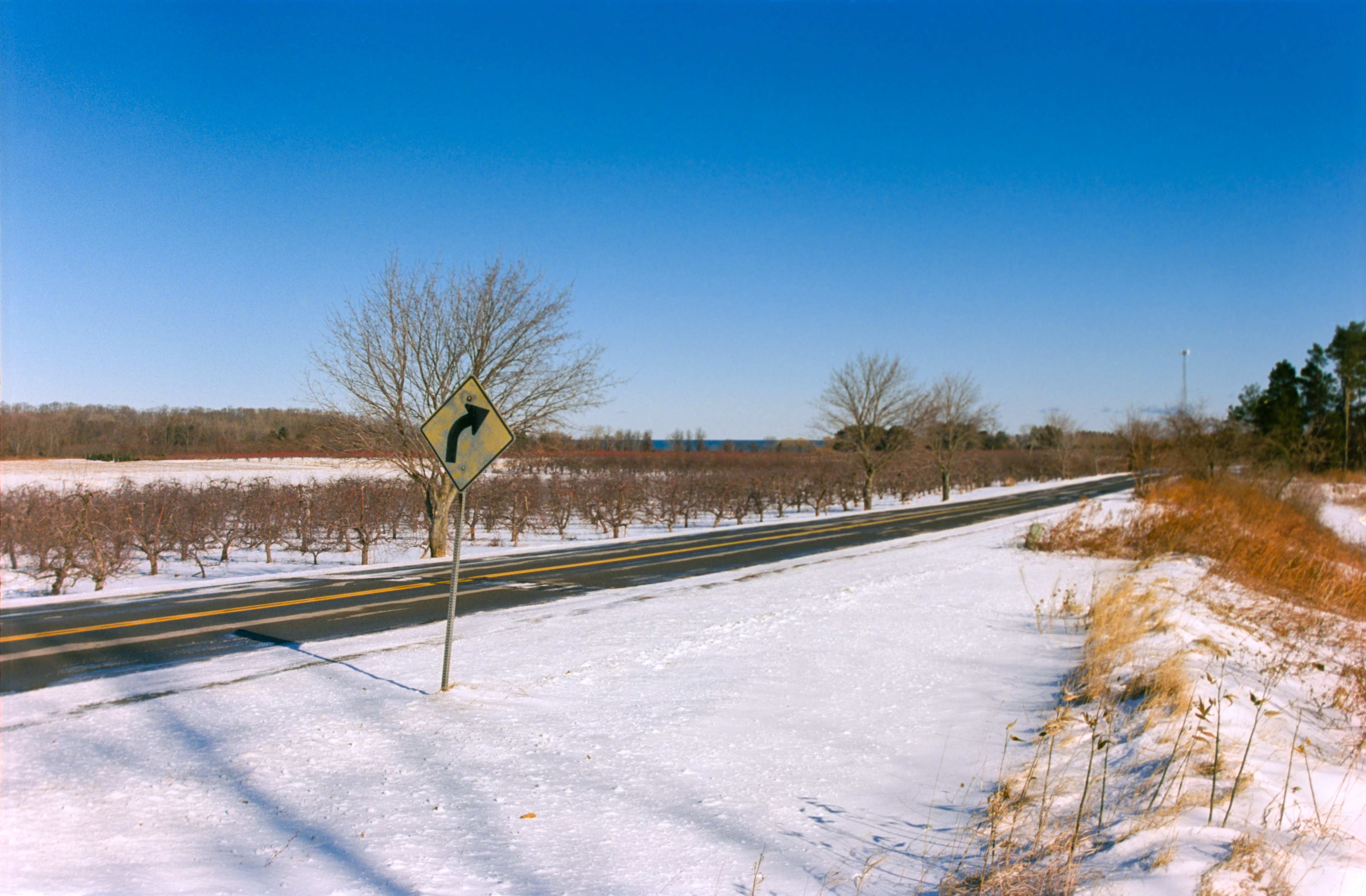 snow-covered dormant apple orchard on the Lake Ontario coastline